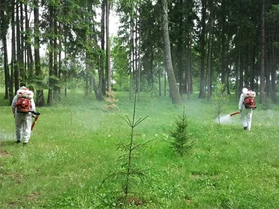 Обработка сквера